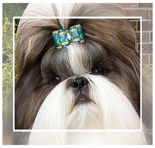 Mr Foo's Shih Tzu of Indiana, Kentucky, Missouri, Illinios
