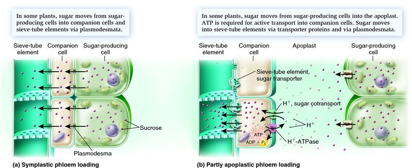 Topic 9.2 Transport In The Phloem Of Plants - Amazing World Of Science With Mr. Green
