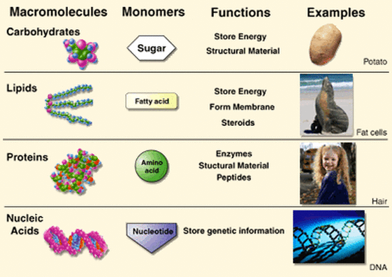 Topic 2.1Molecules to Metabolism AMAZING WORLD OF SCIENCE WITH MR. GREEN