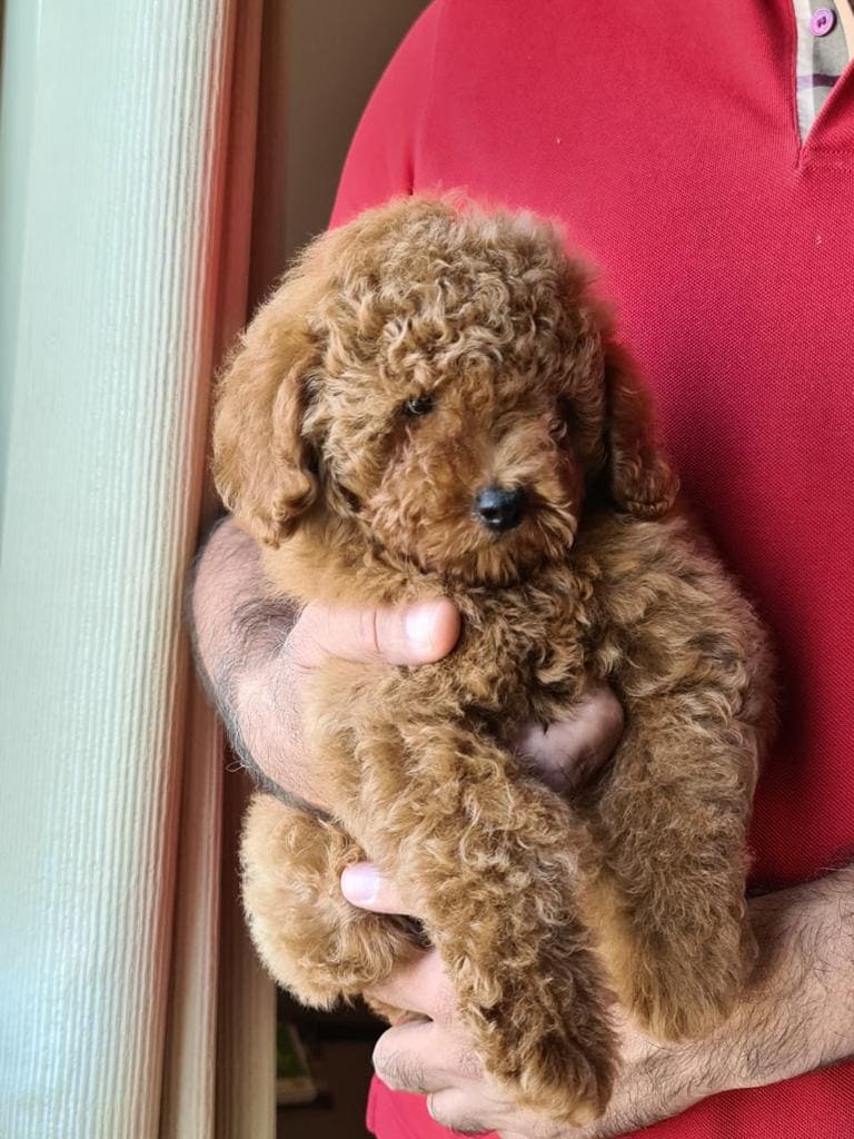 Indian Spitz Puppies for Sale Price in Kolkata Mr n Mrs Pet