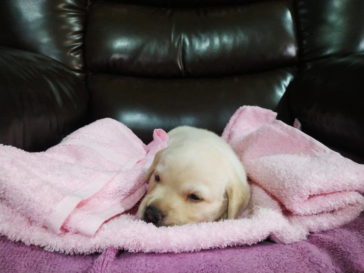 Find Labrador Retriever Puppies for sale in Hyderabad Mr n Mrs Pet