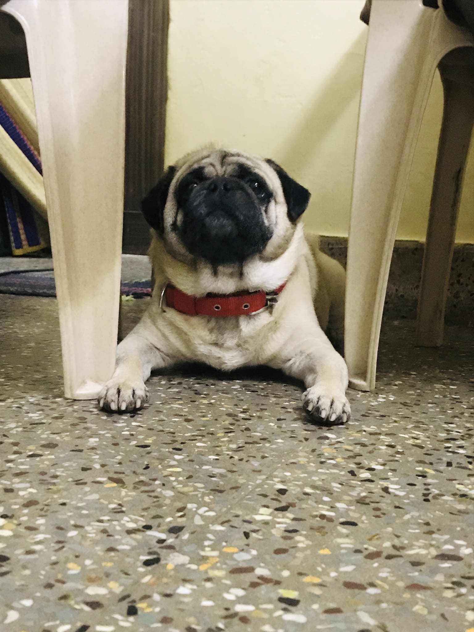 Dog Mating Services Dog Breeders in Coimbatore Mr n Mrs Pet