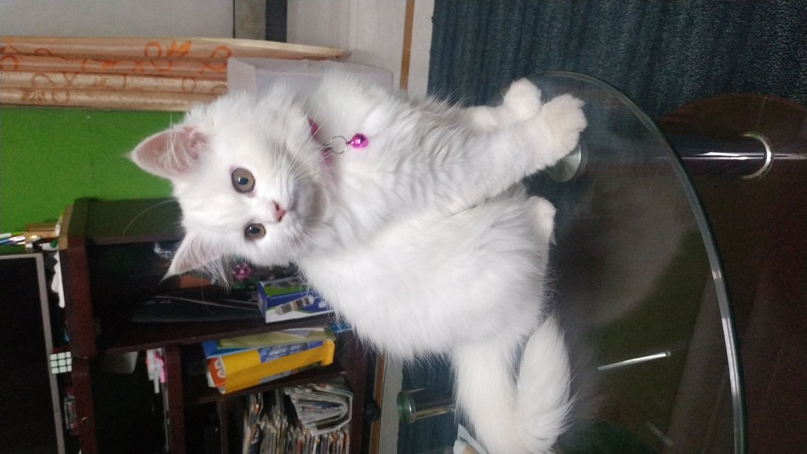 Persian Cats for Mating Charges in Hyderabad Mr n Mrs Pet