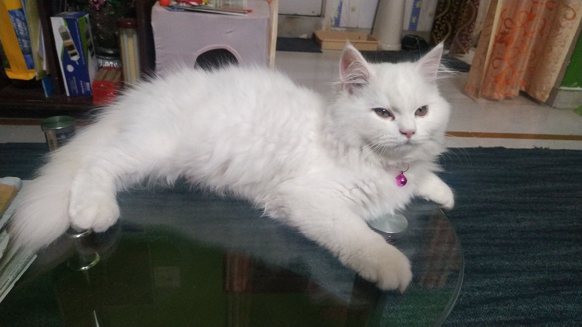 Persian Cats for Mating Charges in Hyderabad Mr n Mrs Pet