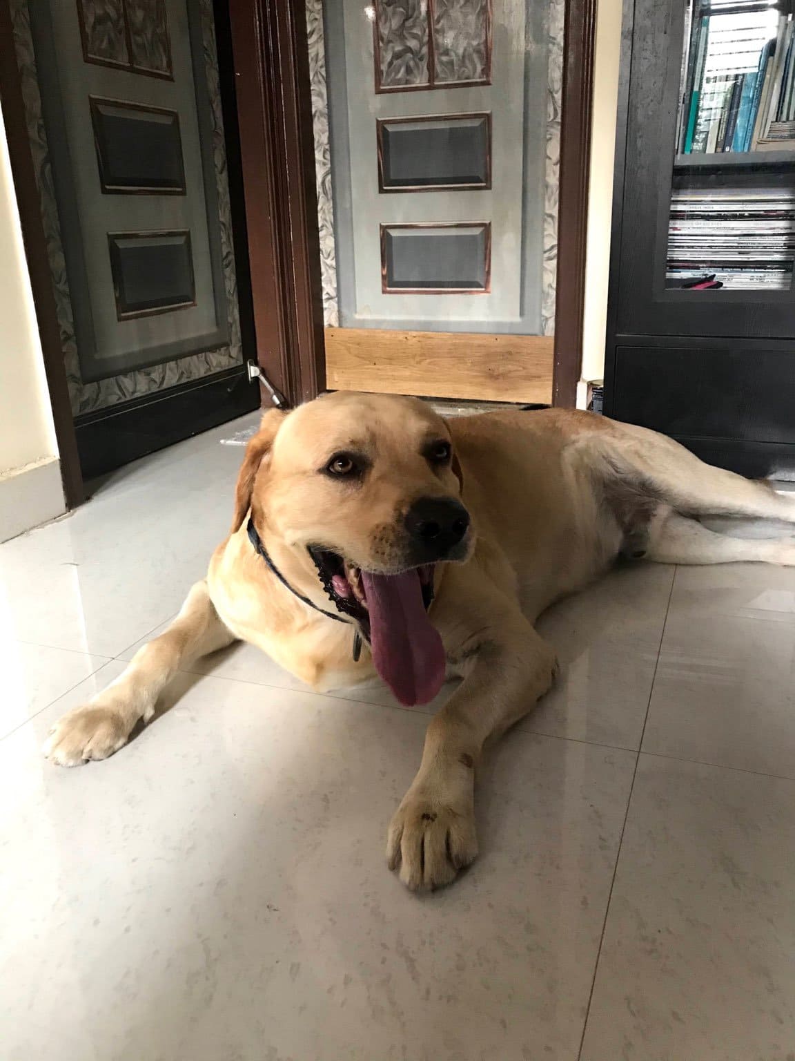 Dog Mating Services Dog Breeders in Bangalore Mr n Mrs Pet