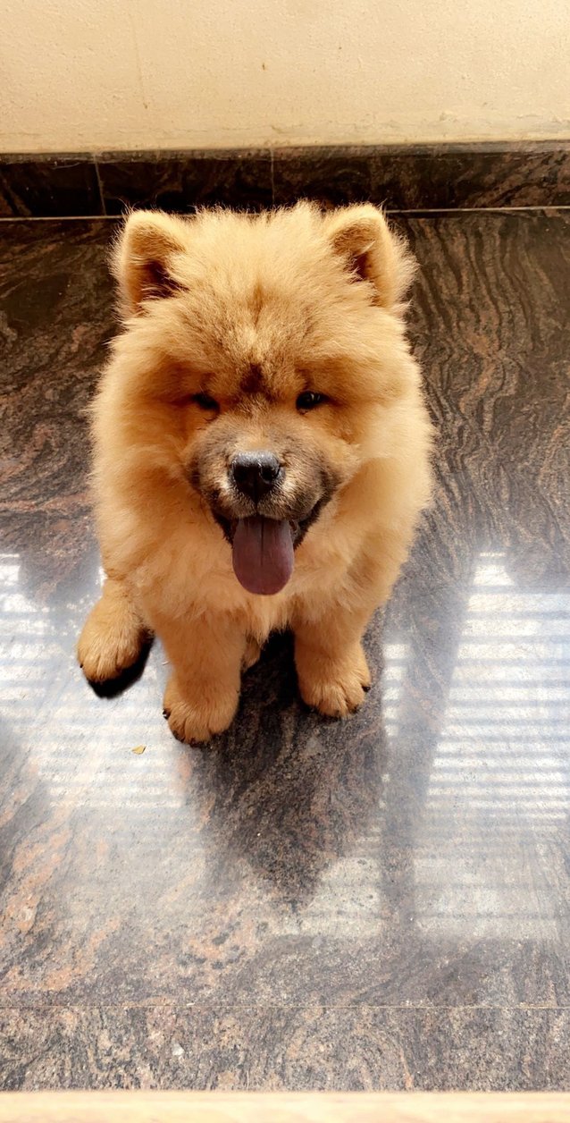 Dog Mating Services Dog Breeders in Bangalore Mr n Mrs Pet