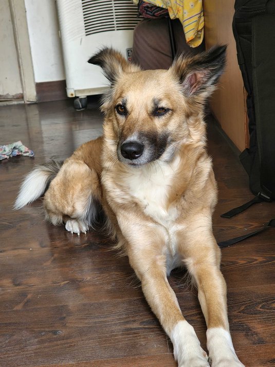 Puppies and Dogs for Adoption in Noida Mr n Mrs Pet