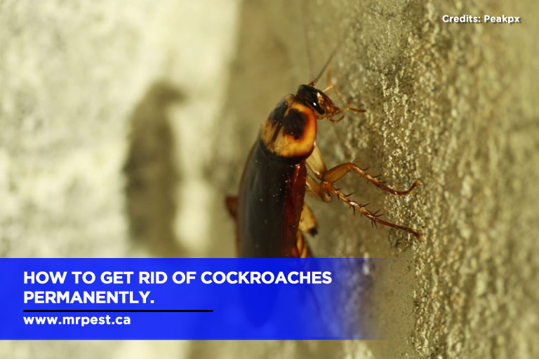How To Get Rid Of Cockroaches