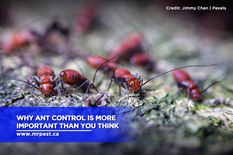 Why Ant Control Is More Important Than You Think Mr Pest Control(04)