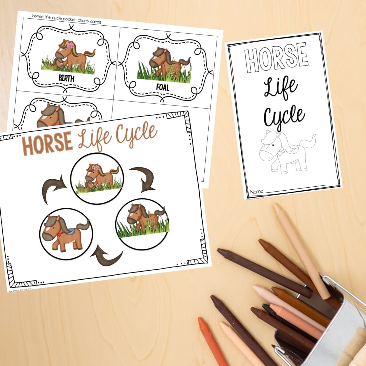 Horse Life Cycle Mrs. Richardson's Class