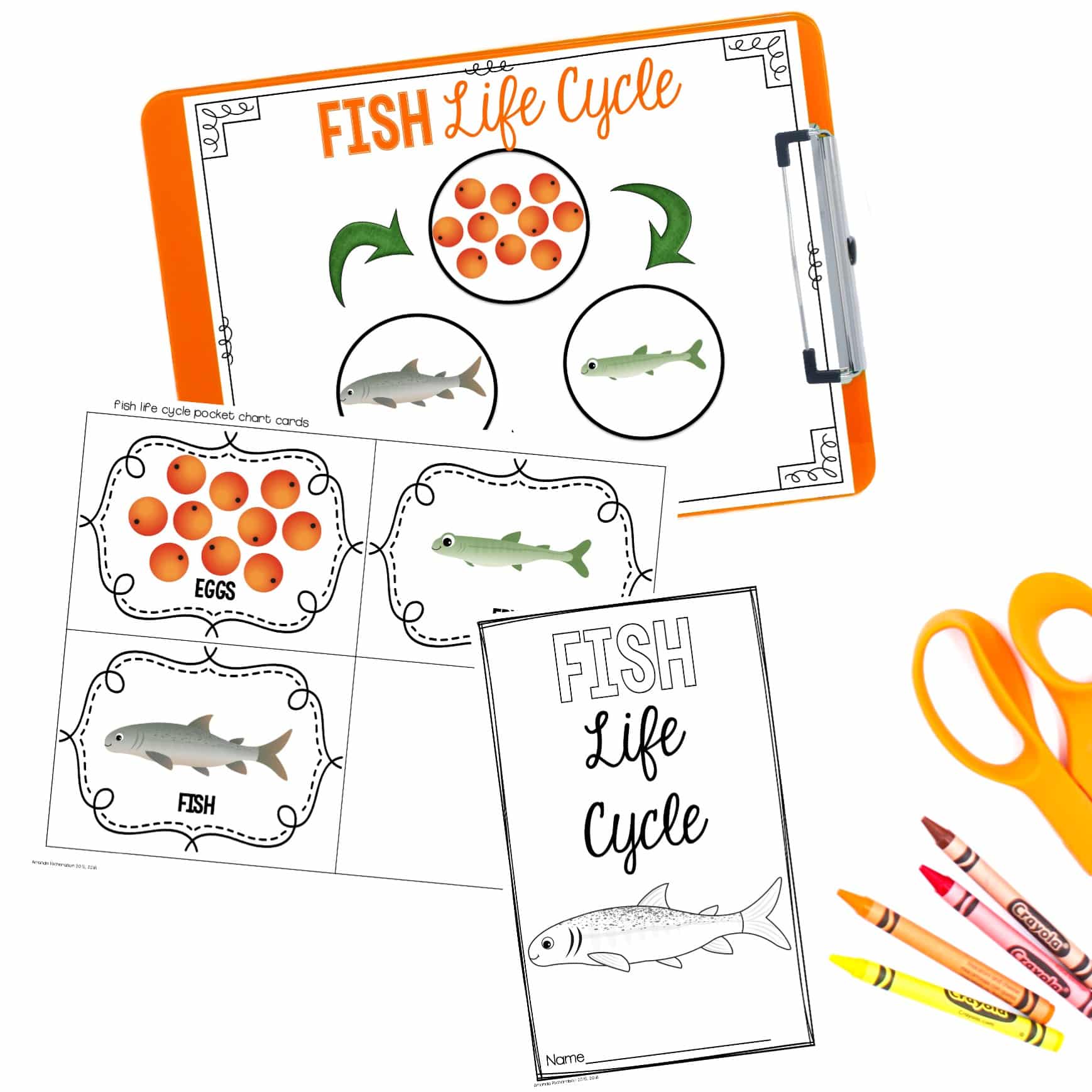 Fish Life Cycle Mrs. Richardson's Class