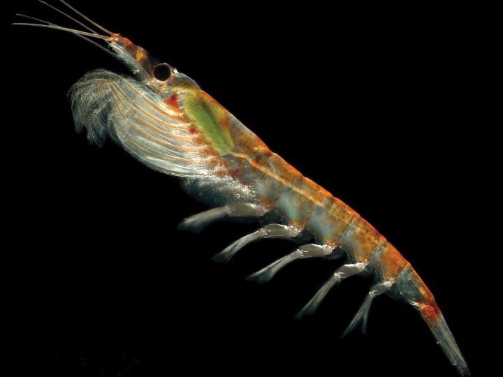 Krill Oil Benefits, Dosage, Side Effects