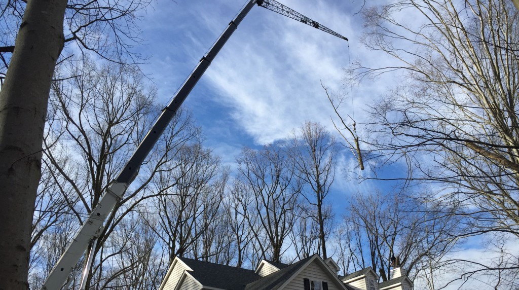Tree Service in Goshen PA Mr. Tree