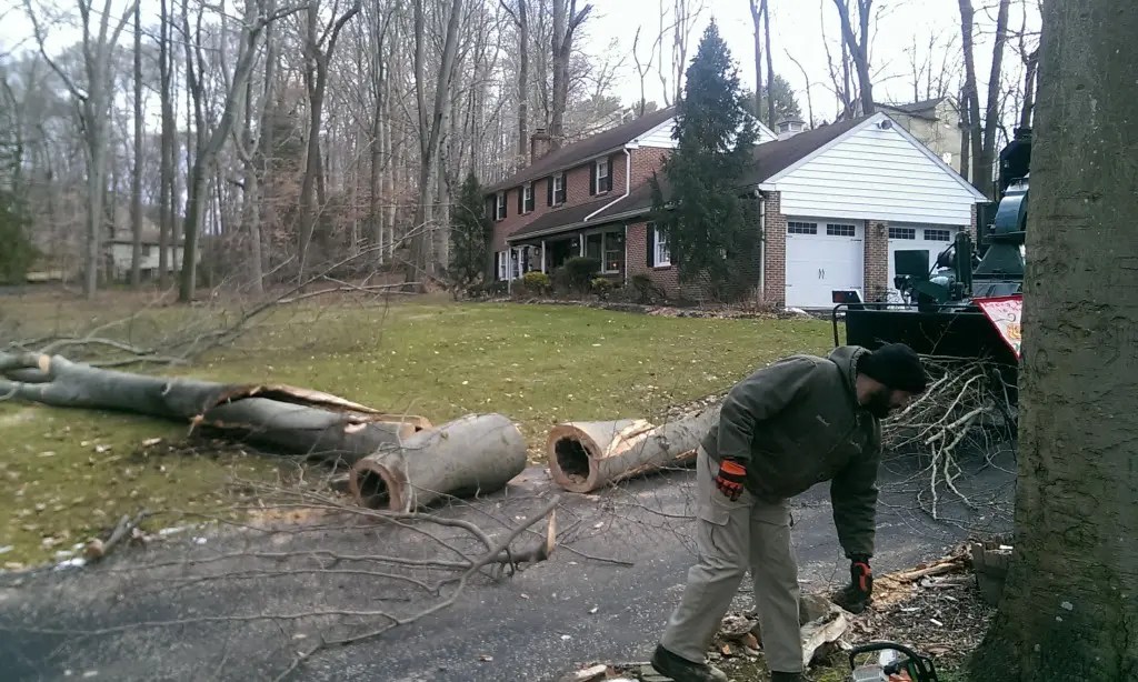 Chester County Tree Service Tree Removal & Trimming