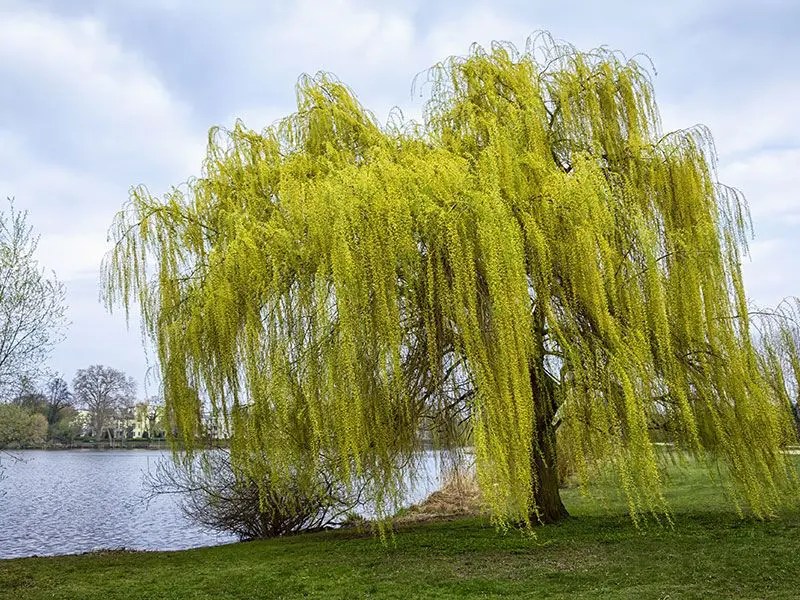 5 Best Trees for Shade Mr. Tree