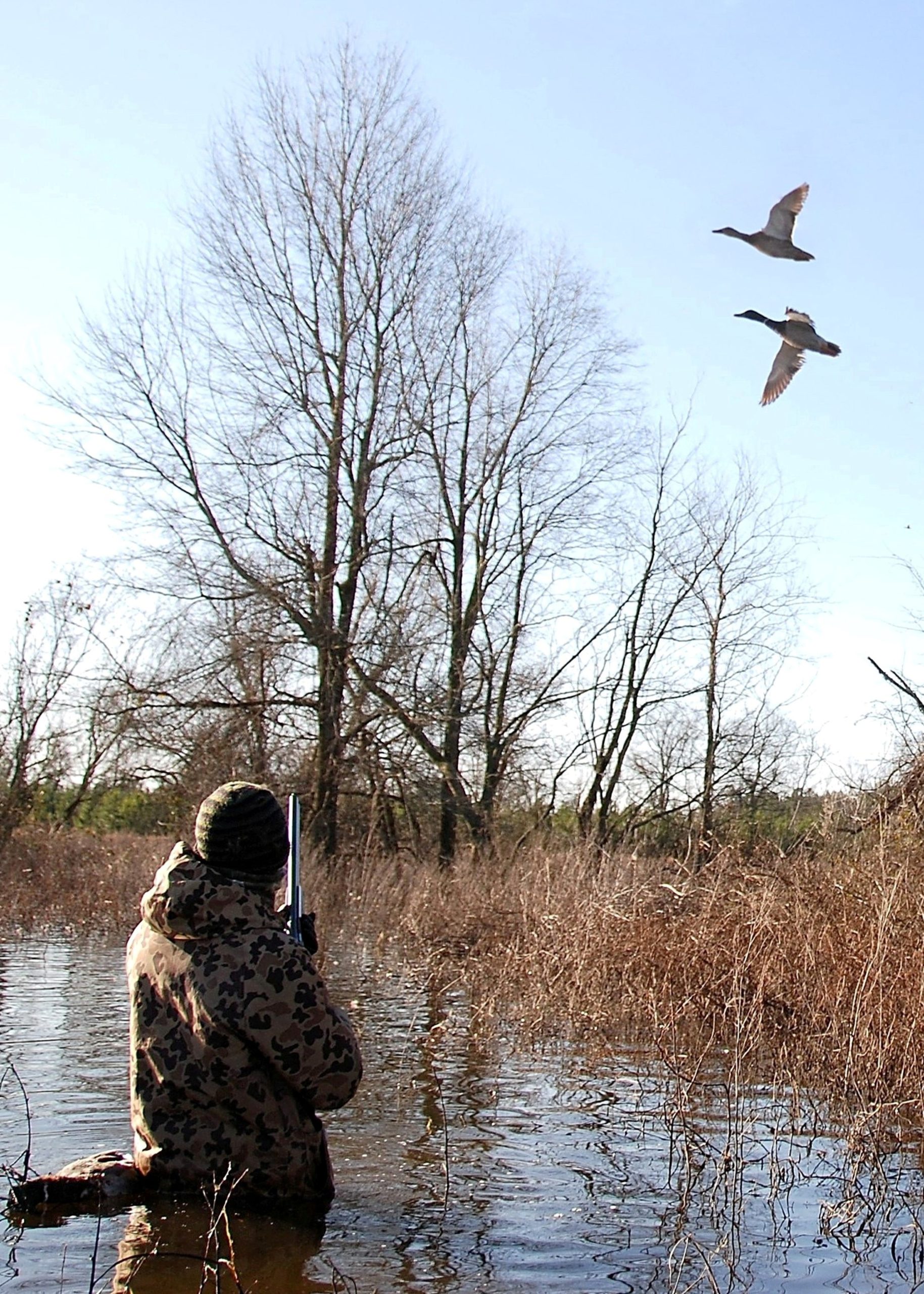 Unbelievable Michigan Duck Hunting Forecast 2024 25! - lj56wmh