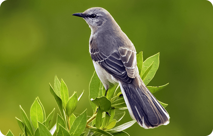 Mississippi State Emblems & Symbols MS.GOV
