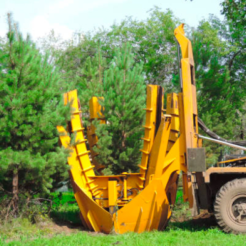Fort Myers, FL Professional Tree Planing Palm Tree Installation