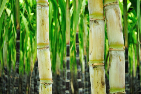 Is MSG Natural? MSGdish