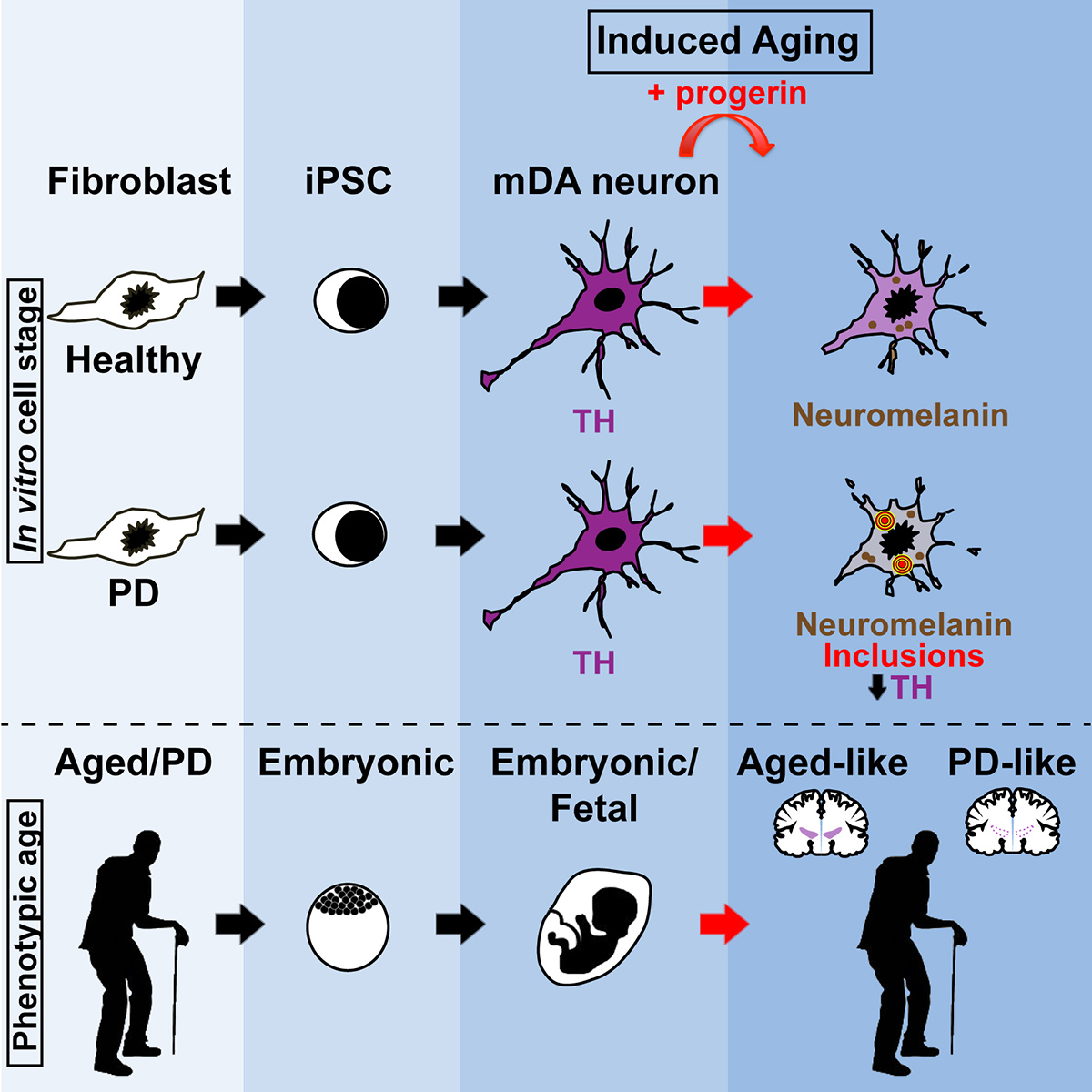 Modeling Human Disease Using Pluripotent Stem Cells Sloan Kettering