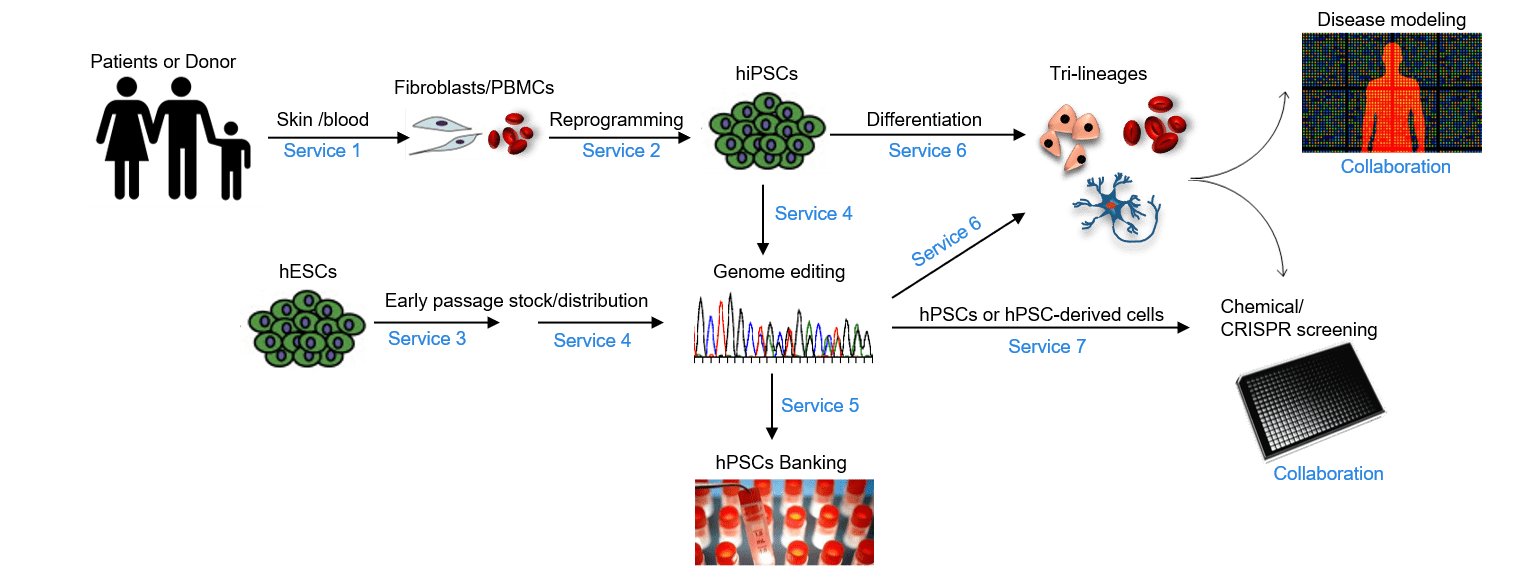 Stem Cell Research Overview Sloan Kettering Institute