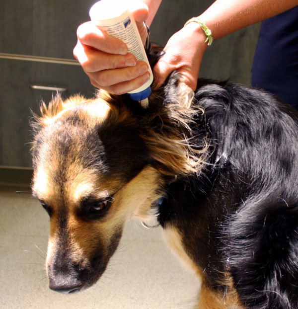 How to Clean Your Dog's Ears • MSPCAAngell