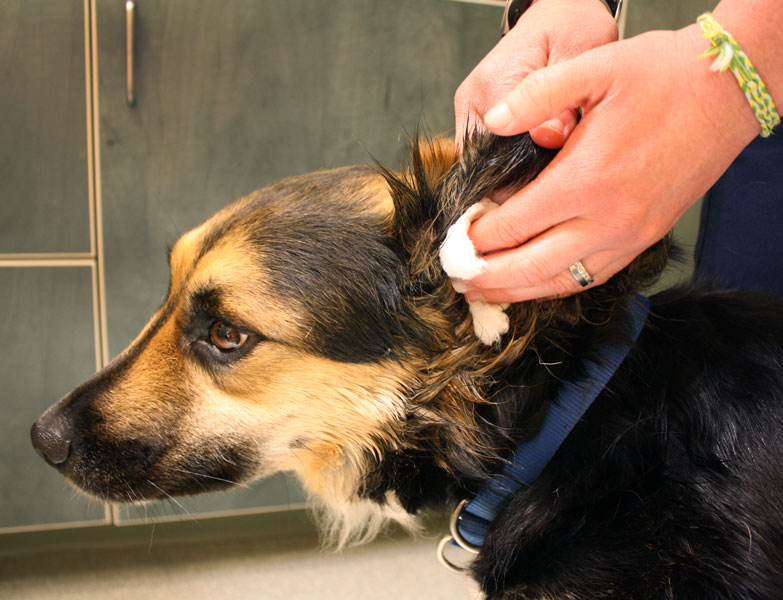 How to Clean Your Dog's Ears • MSPCAAngell