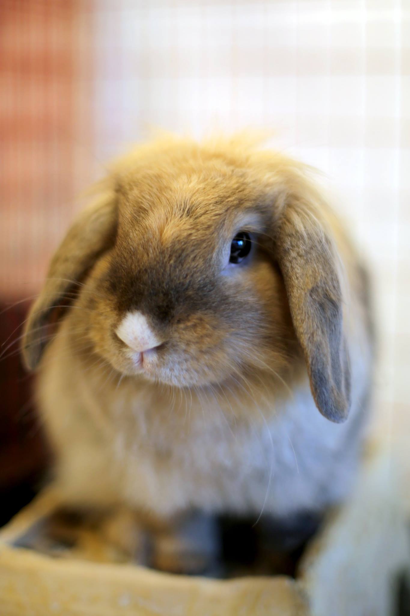 Enterotoxemia in Pet Rabbits and other Herbivores • MSPCA