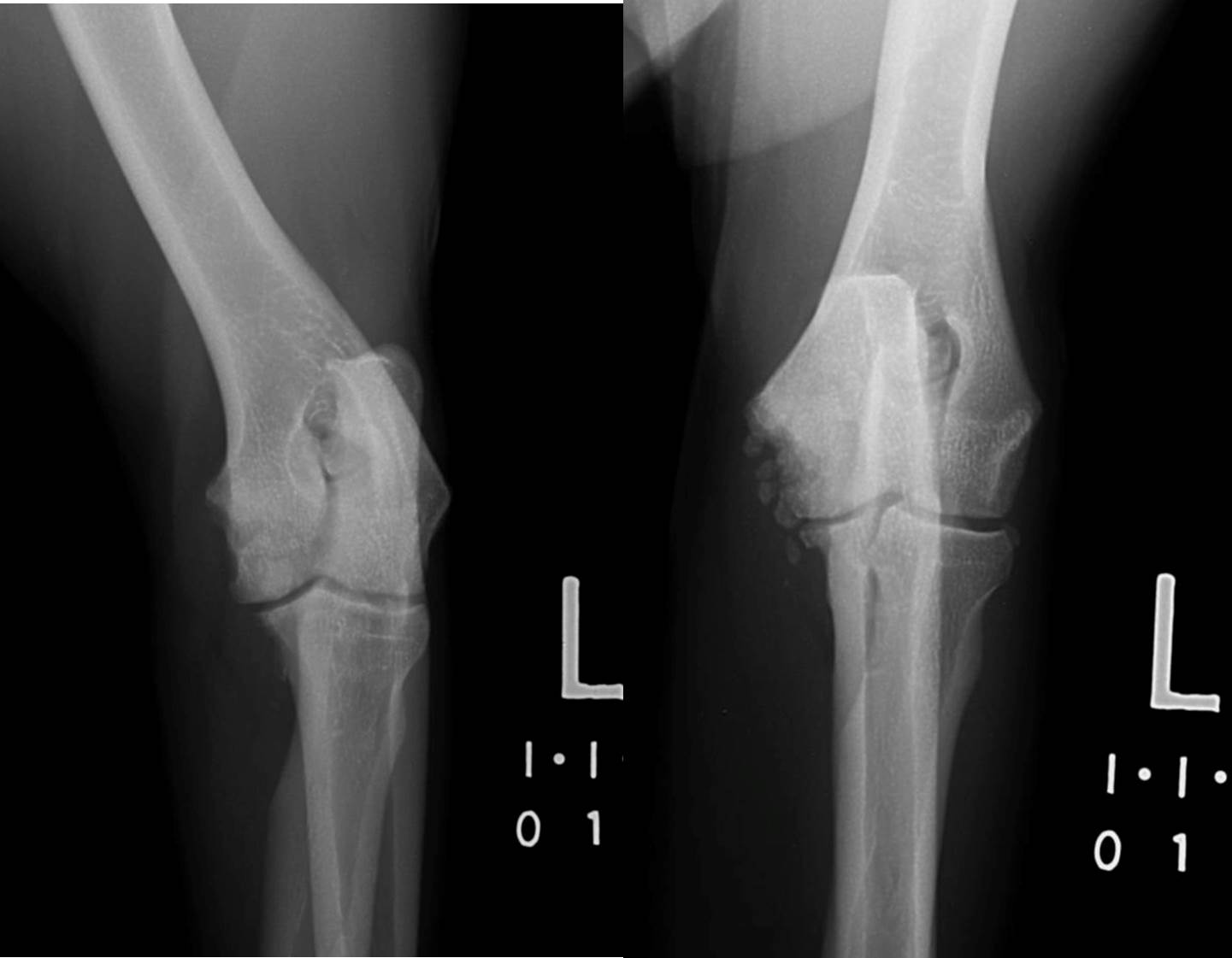 Radiographic Approach to Bone Imaging • MSPCAAngell
