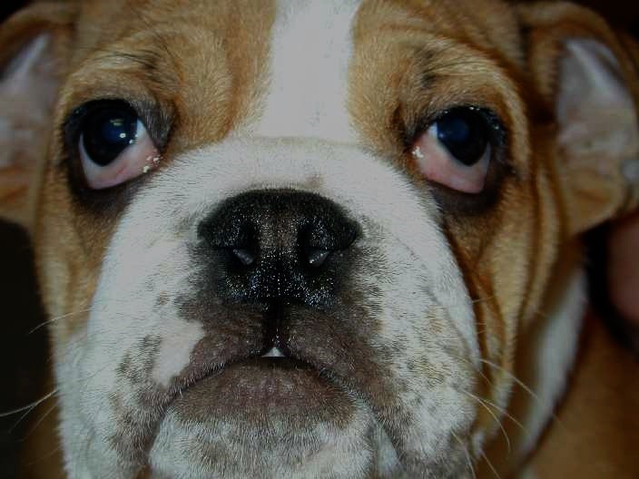 Third Eyelid Gland Prolapse in Dogs • MSPCAAngell