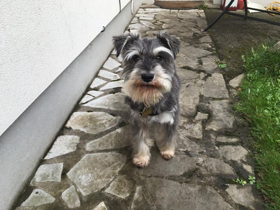 Miniature Schnauzer Rescue Ireland