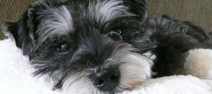 Miniature Schnauzer Dog Rescue, serving the Pacific Northwest, Oregon