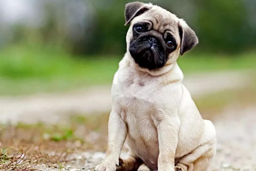 What Are The Characteristics Of A Pug Dog? What Does A Pug Look Like