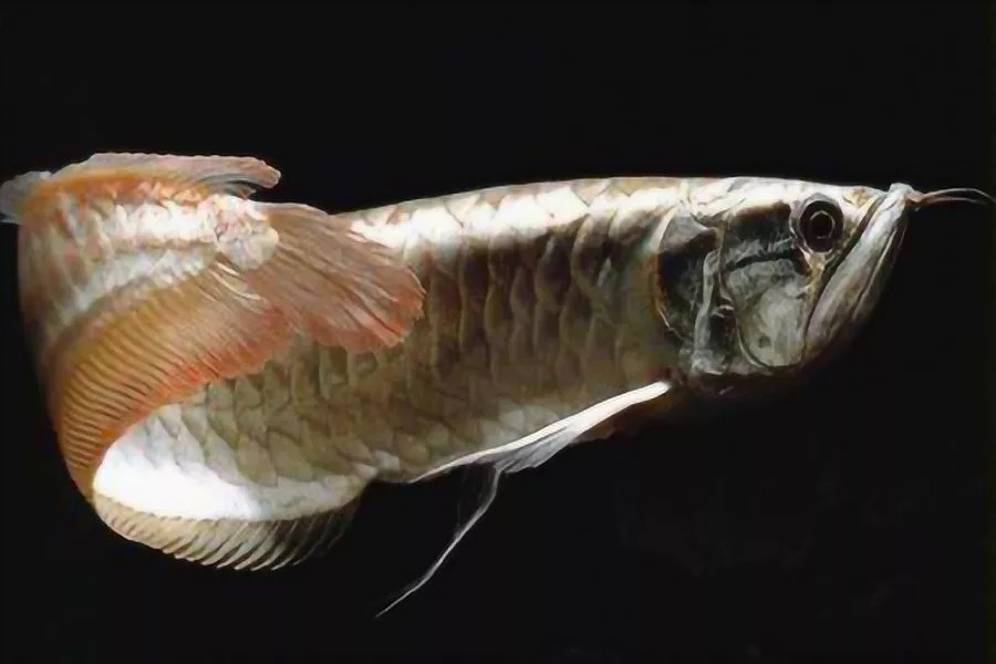 What Is Black Dragonfish? What Does A Black Dragonfish Look Like