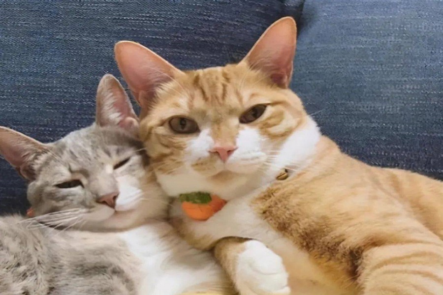 Why Do Cats Eat Litter? 4 Ways To Change Cats From Eating Litter