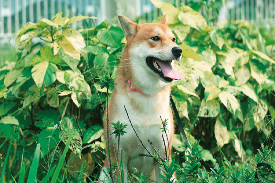 Why Do Dogs Fight? How To Avoid Dog Fights？