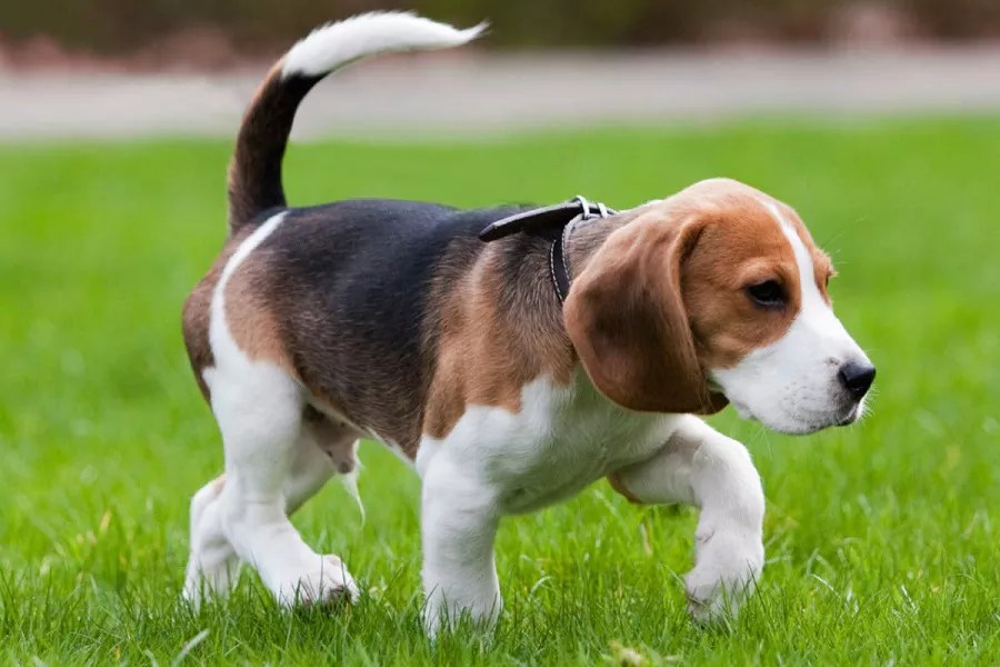 A Complete List Of Dog Intelligence