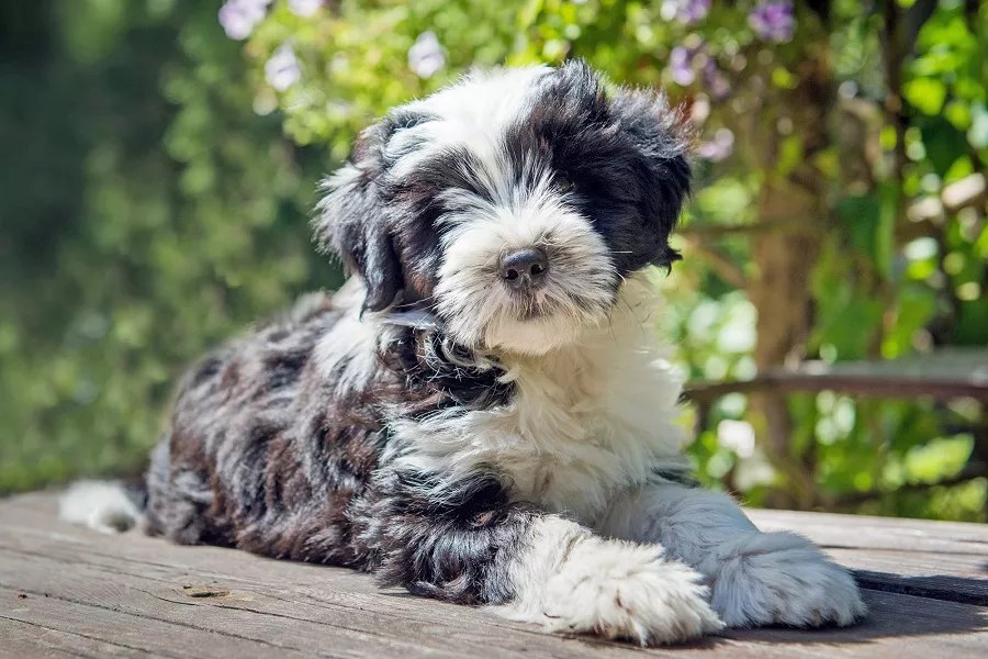 What Is Tibetan Terrier? What Does A Tibetan Terrier Look Like?