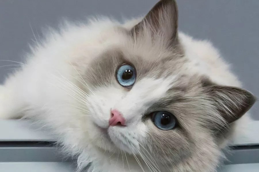 How To Train Ragdolls? Ragdoll Training Methods.