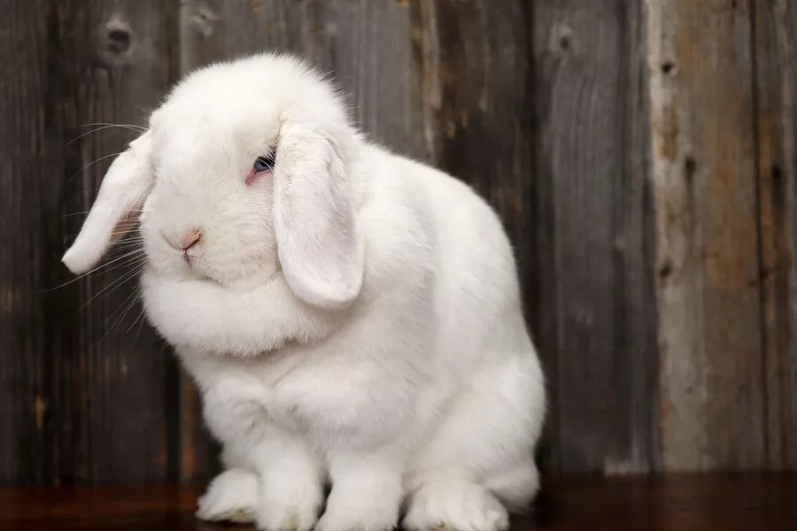 What Is Holland Lop? What Does Holland Lop Look Like?