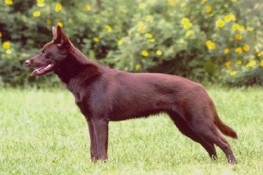 What Is Australian Kelpie? What Does An Australian Kelpie Look Like