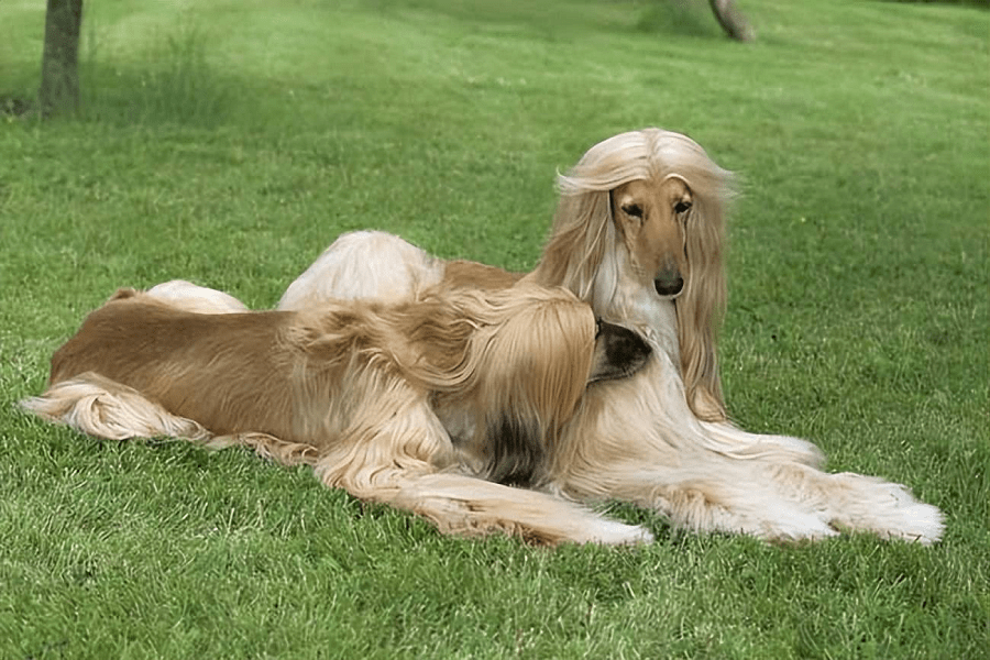 How To Train Afghan Hounds For Obedience? Adaptation Of Master Password