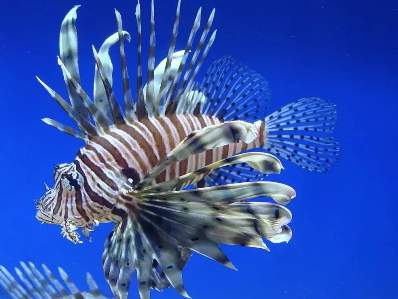 What Is A Zebra Turkeyfish? What Does Zebra Turkeyfish Look Like