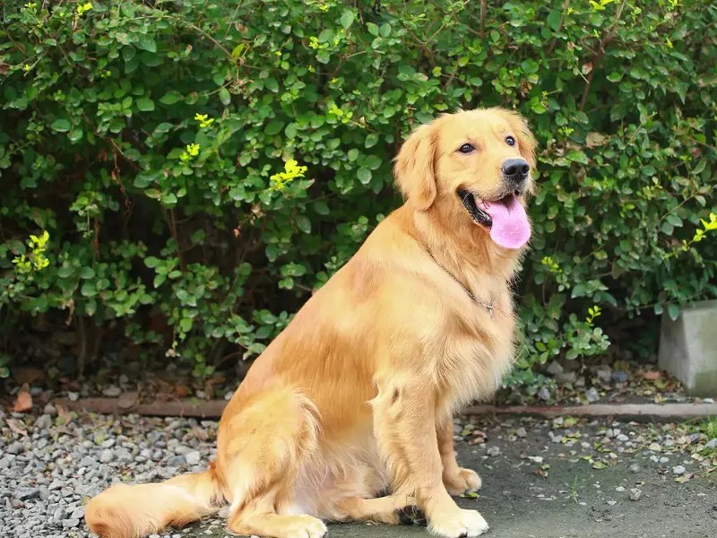 How To Bathe A Golden Retriever?