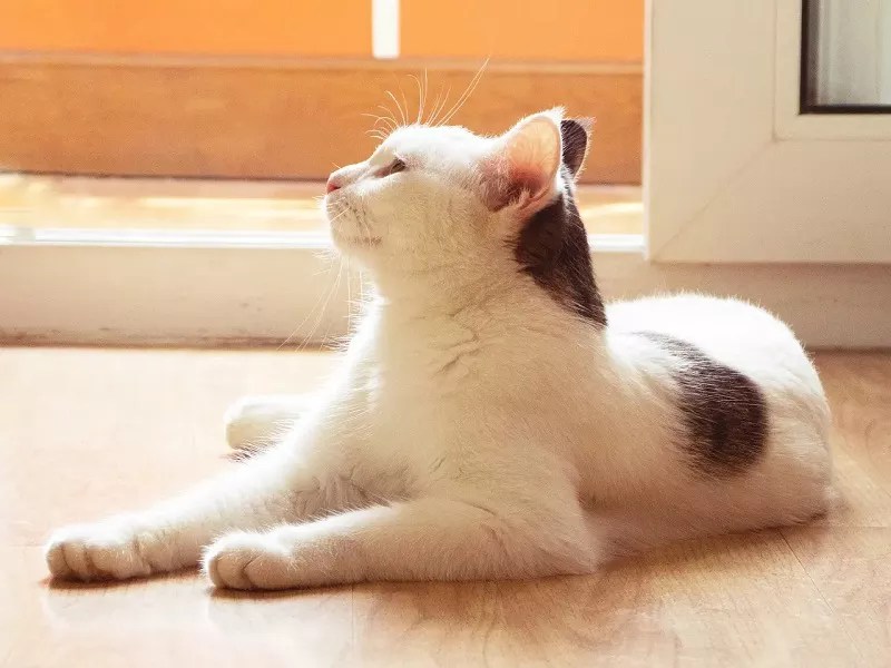 What To Do If The Cat Has Skin Disease?