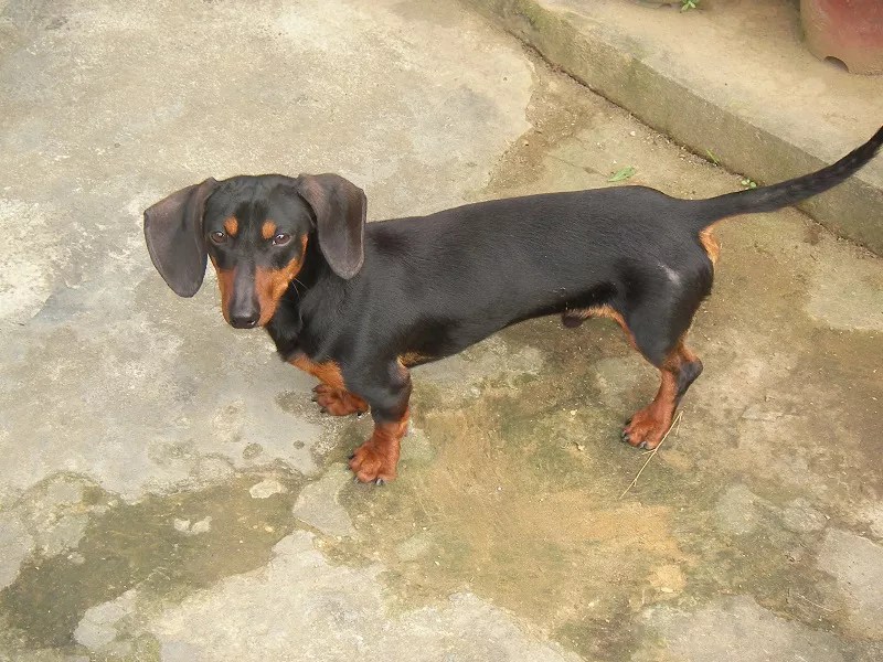 Top 10 Hardest Dog Breeds To Train