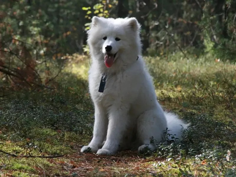 Top 10 Best Dogs For Families