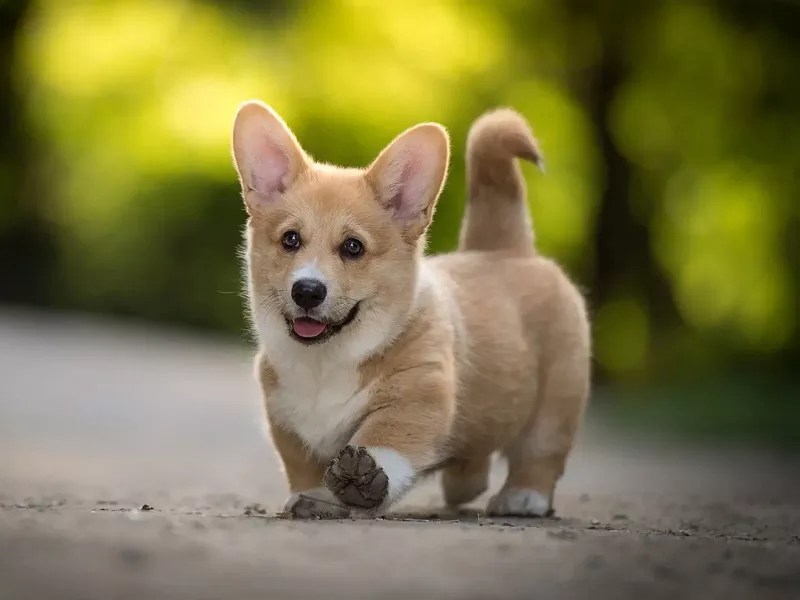 Is It Ok To Keep A Dog In A Cage Overnight