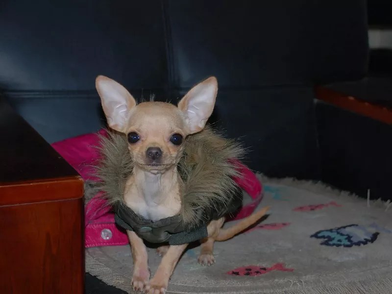 How To Get A Chihuahua To Stop Barking