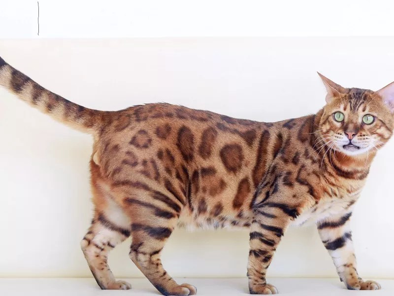 How Much A Bengal Cat Cost